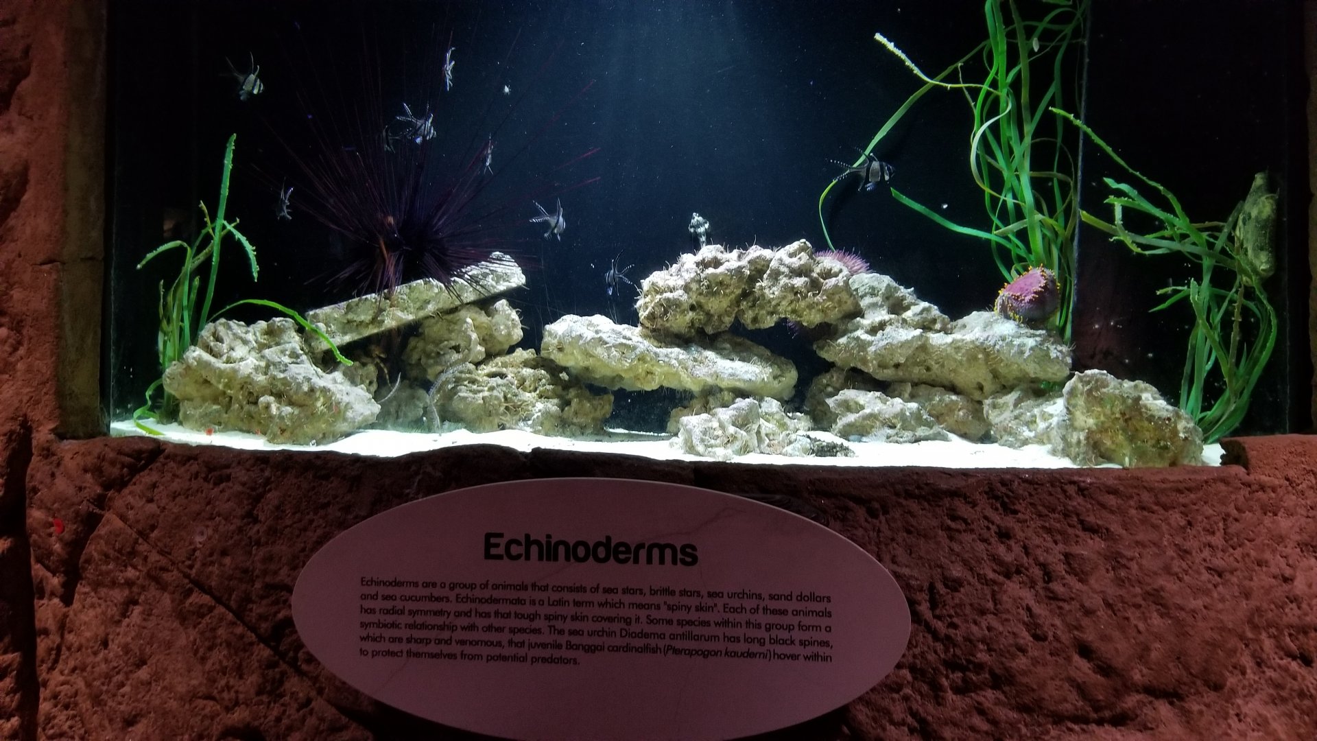 Long Island Aquarium - Echinoderms tank