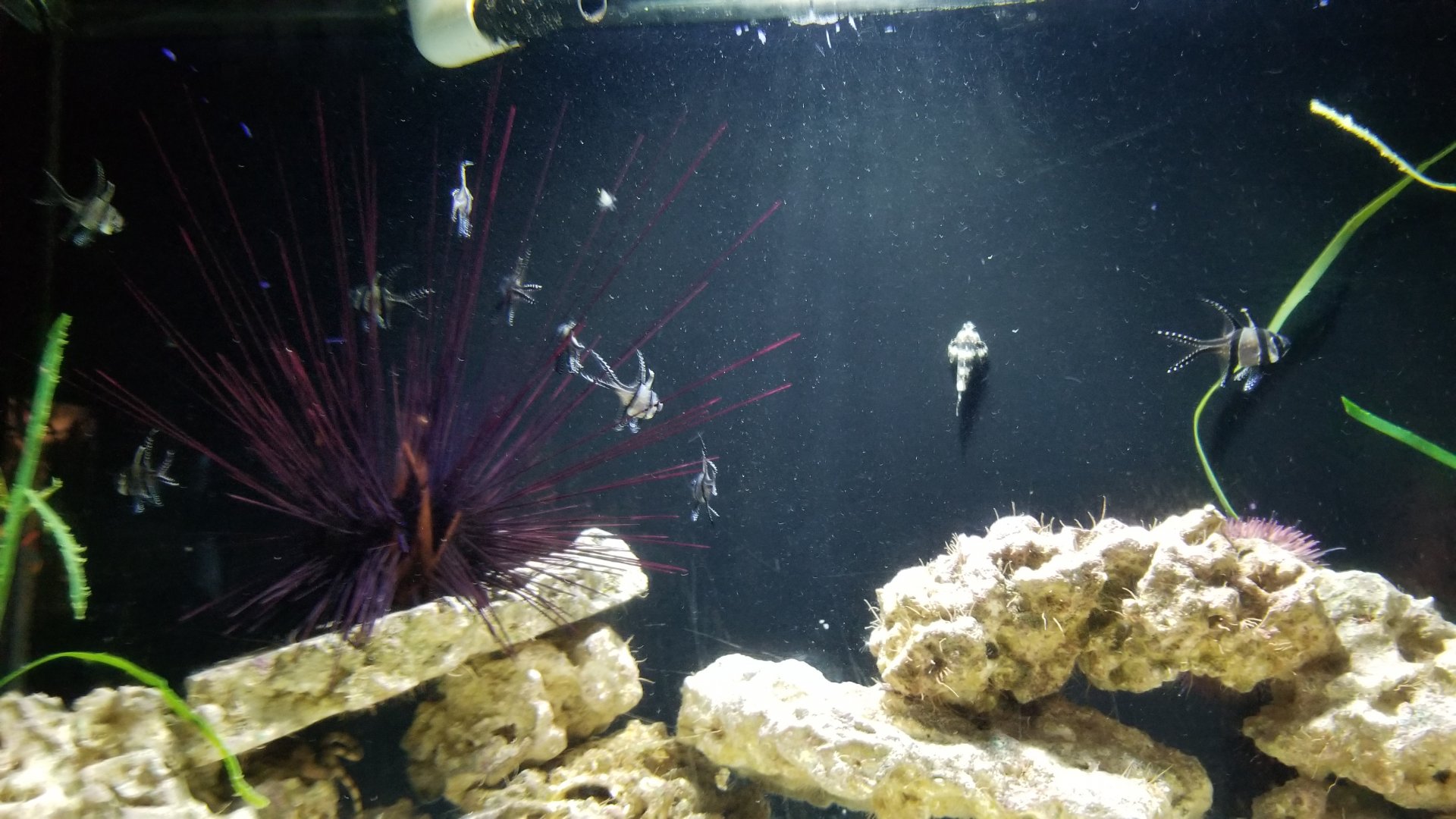 Long Island Aquarium - Echinoderms tank