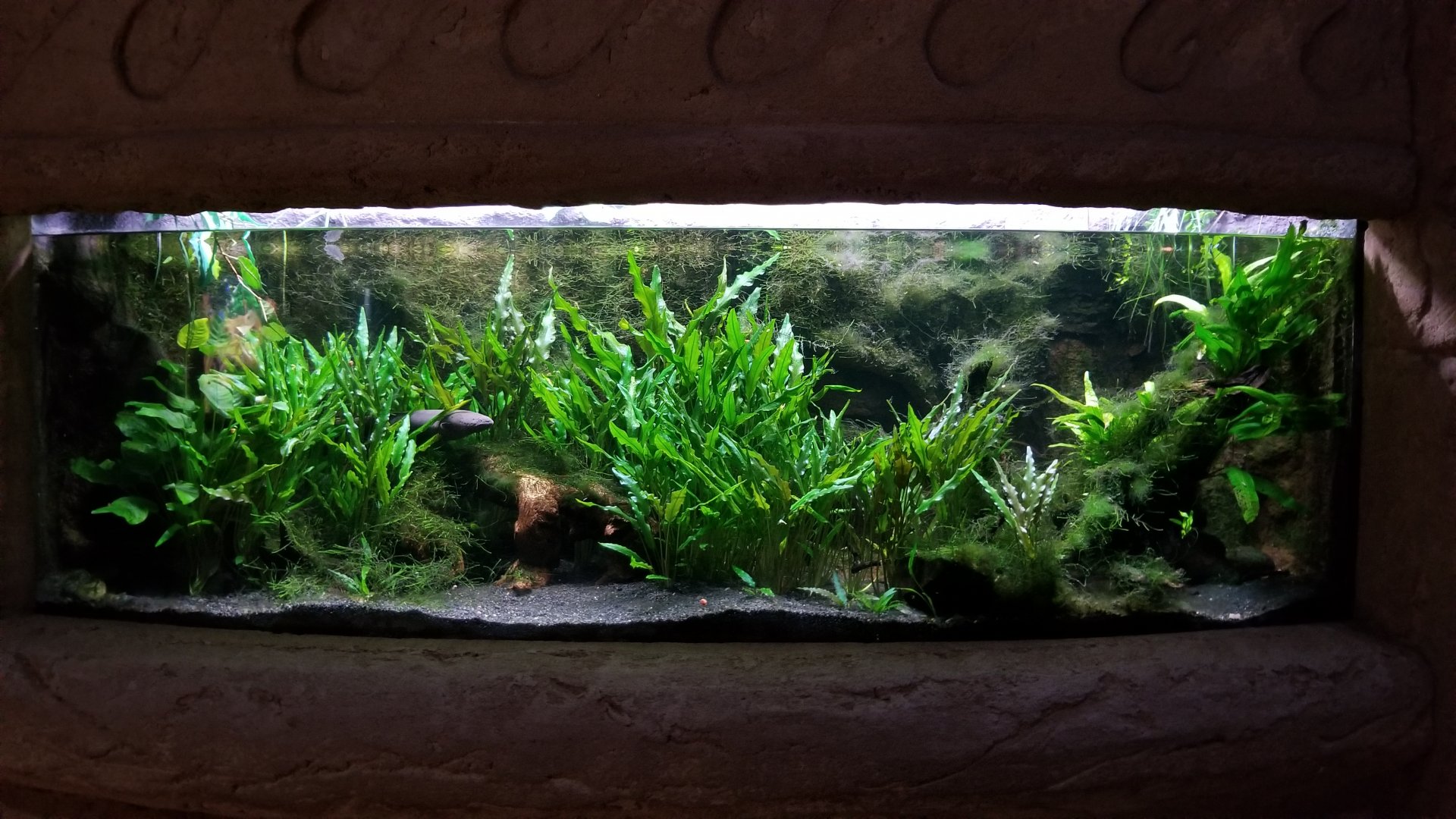 Long Island Aquarium - Electric eel