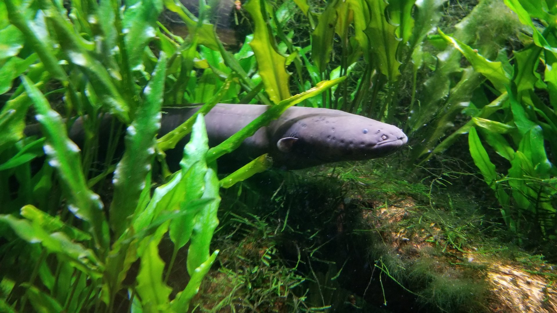 Long Island Aquarium - Electric eel