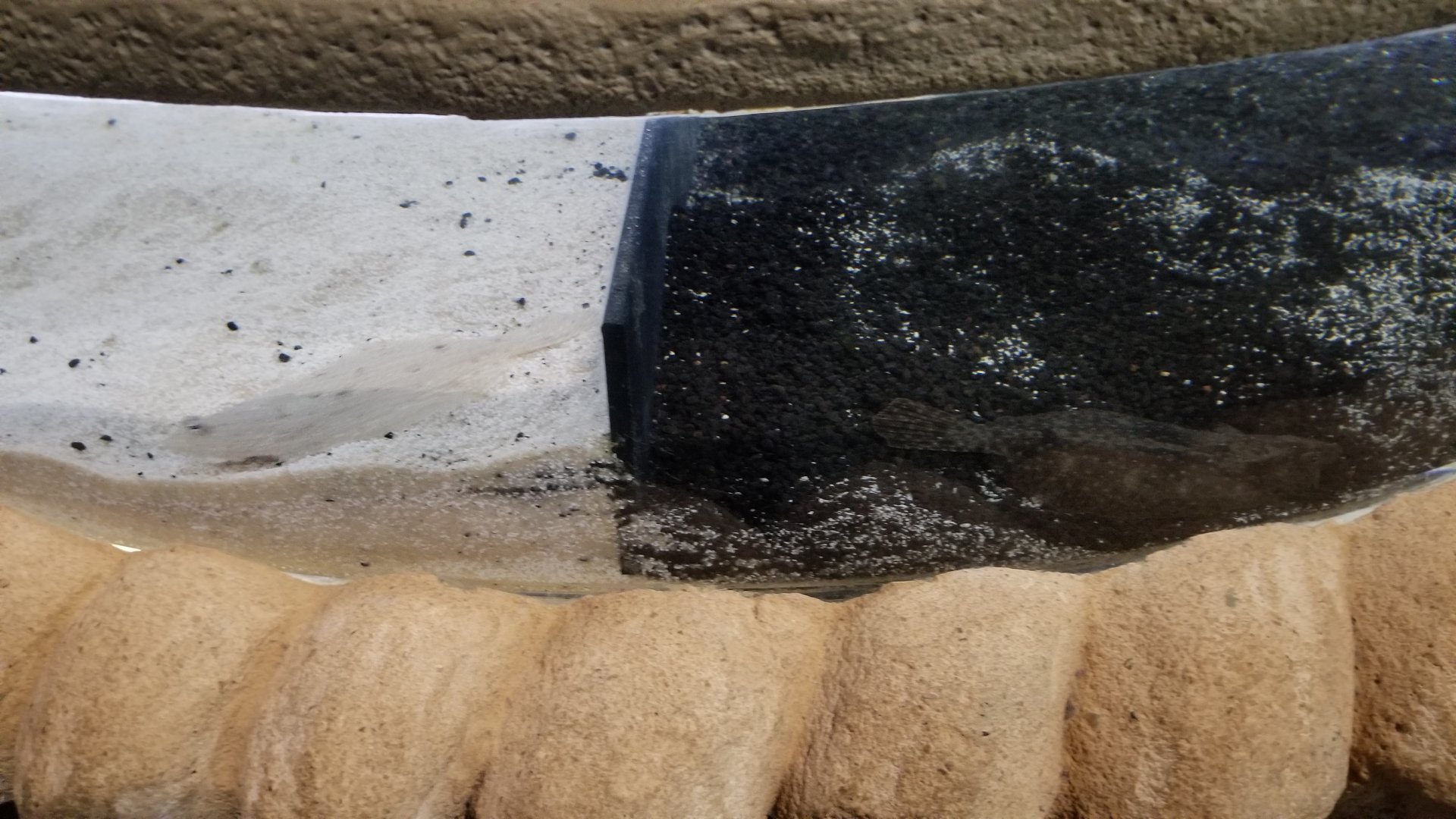 Long Island Aquarium - Flounder