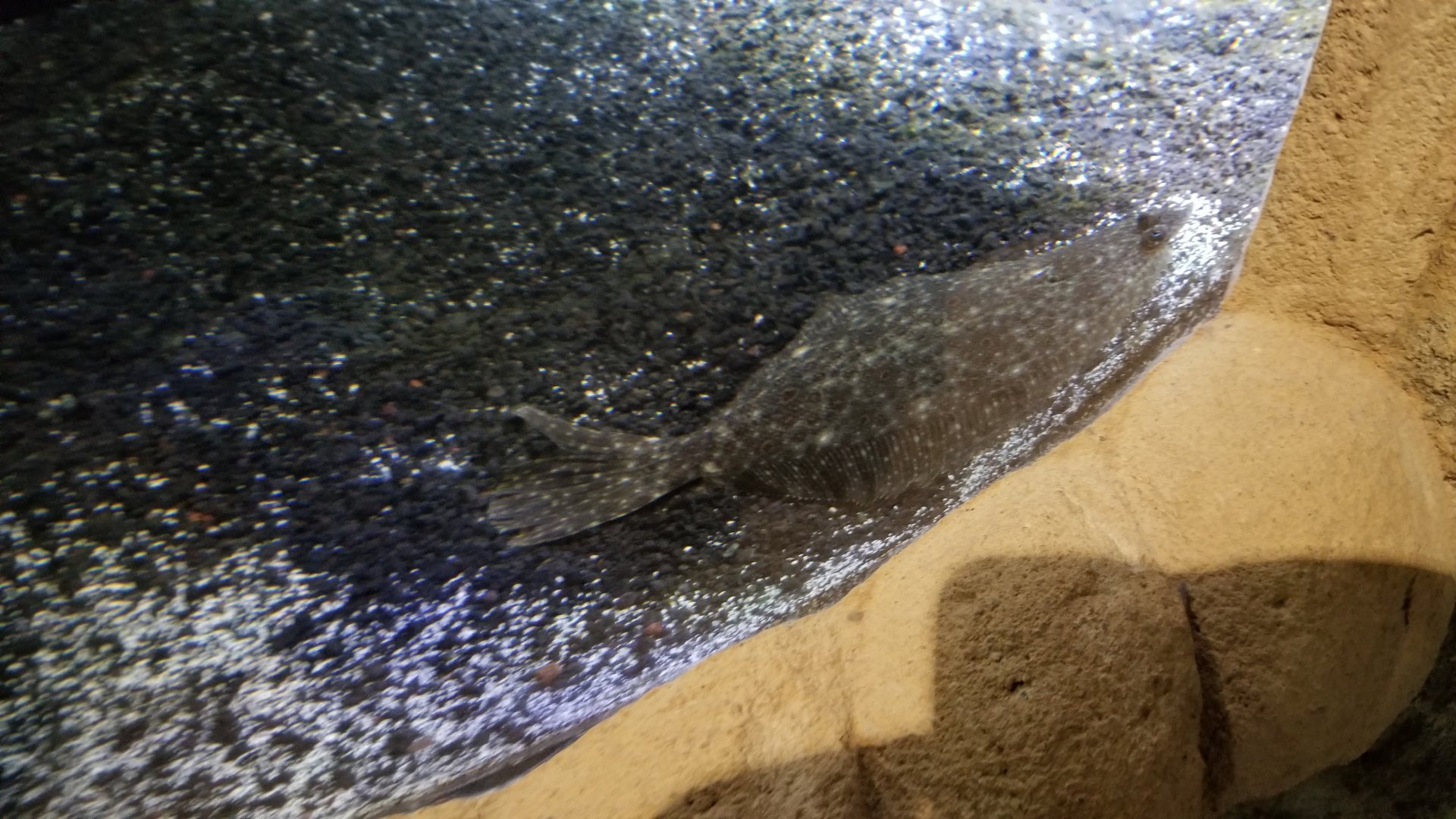 Long Island Aquarium - Flounder