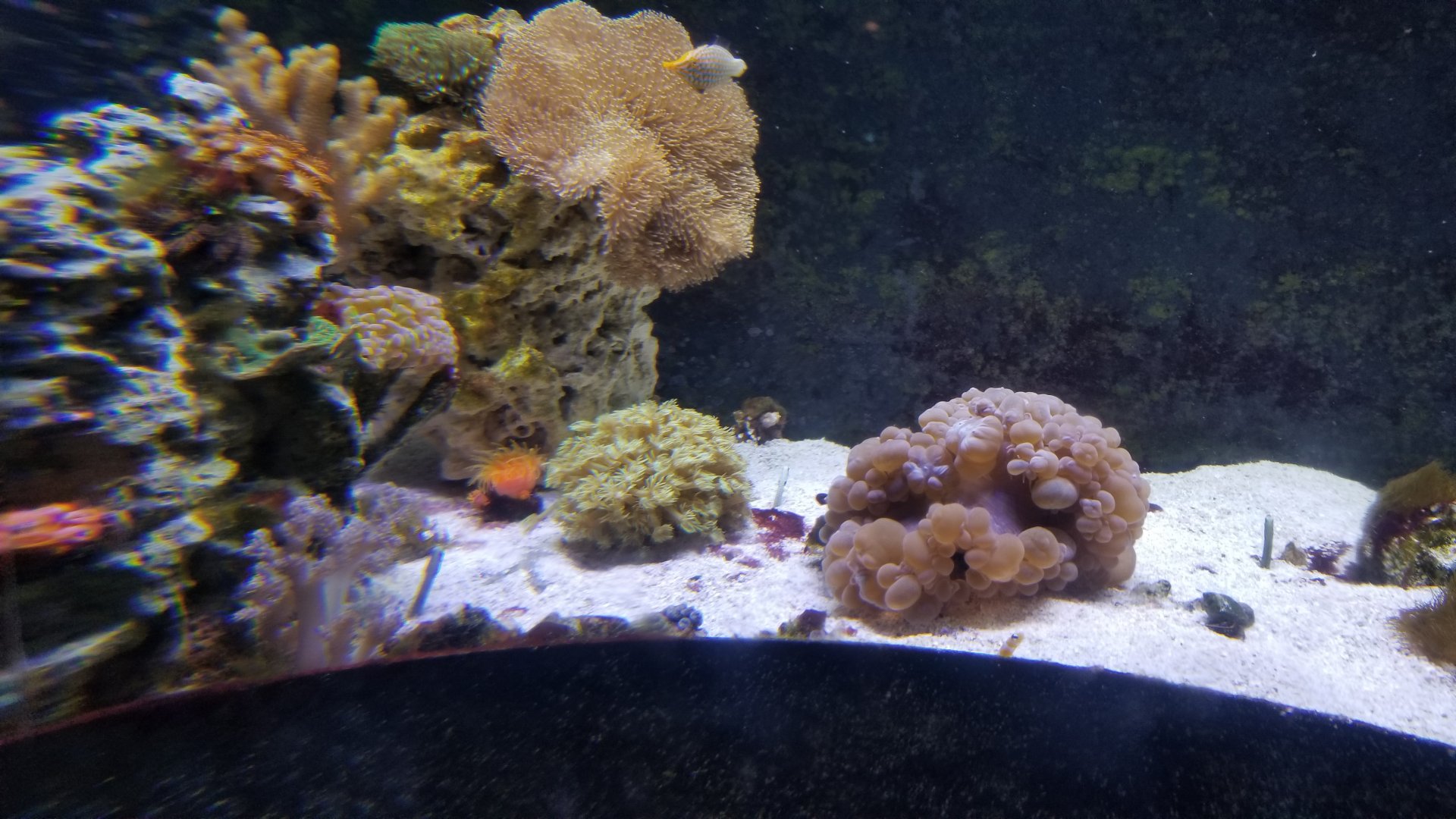 Long Island Aquarium - Form & Function tank