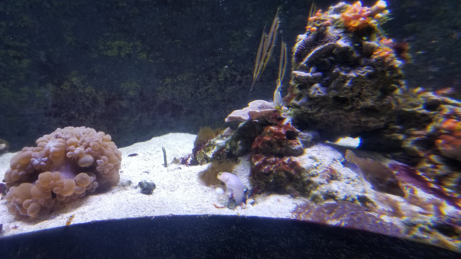 Long Island Aquarium - Form & Function tank