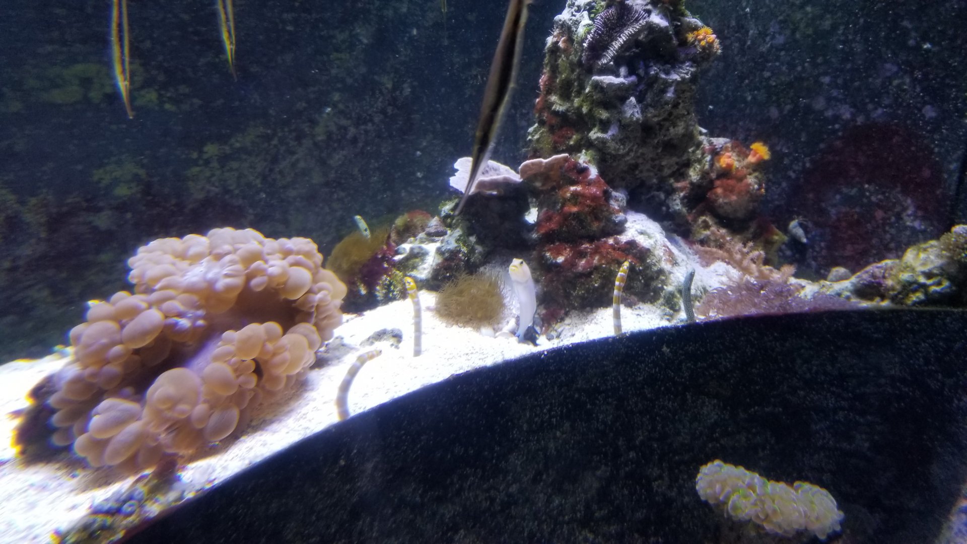 Long Island Aquarium - Form & Function tank