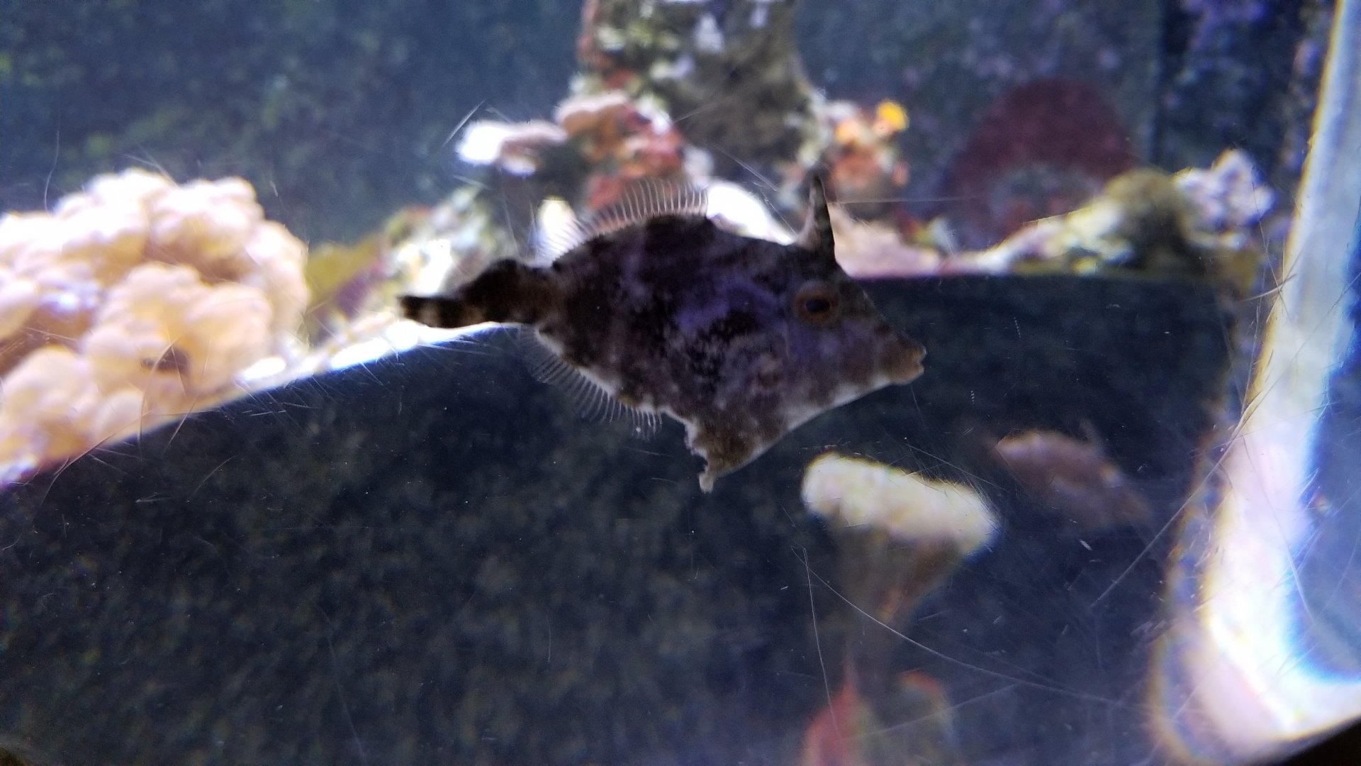 Long Island Aquarium - Form & Function tank