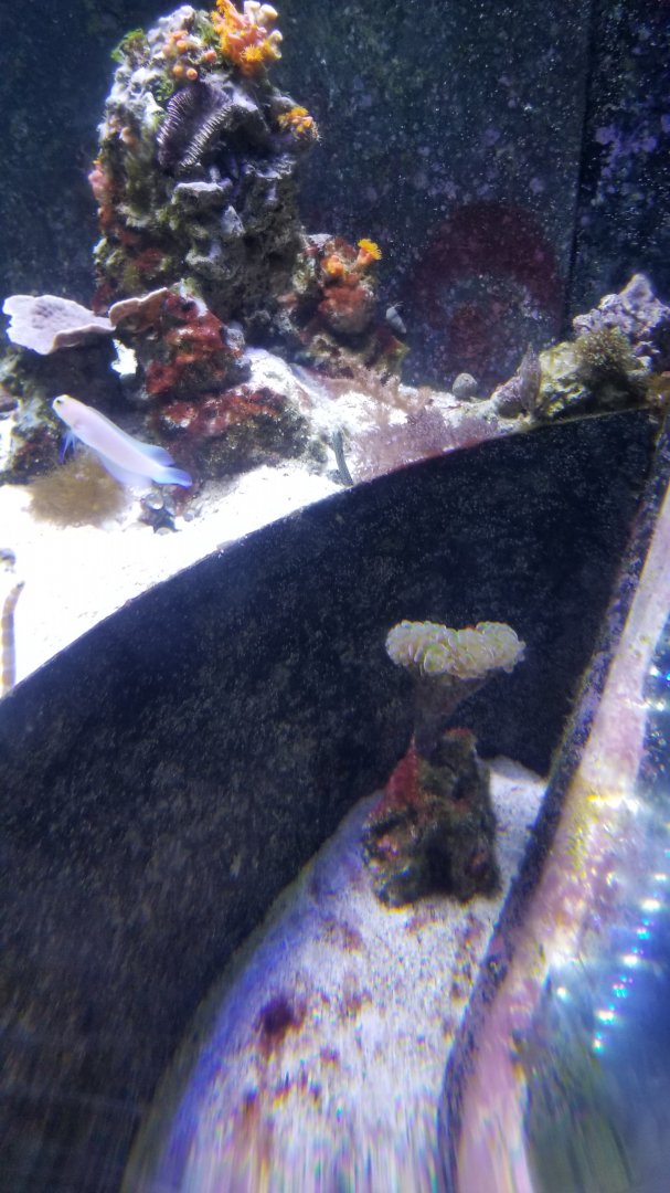 Long Island Aquarium - Form & Function tank