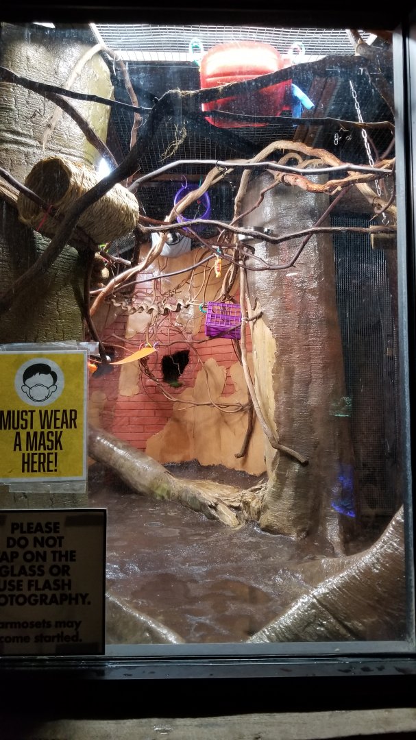 Long Island Aquarium - Geoffroy's marmosets