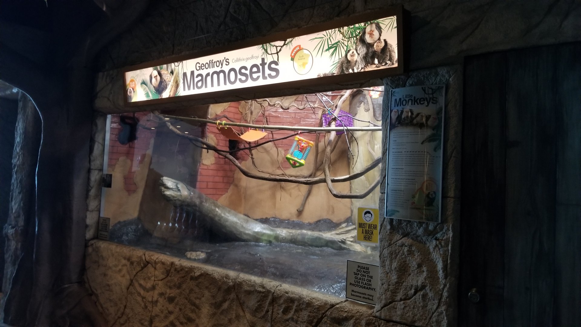 Long Island Aquarium - Geoffroy's marmosets