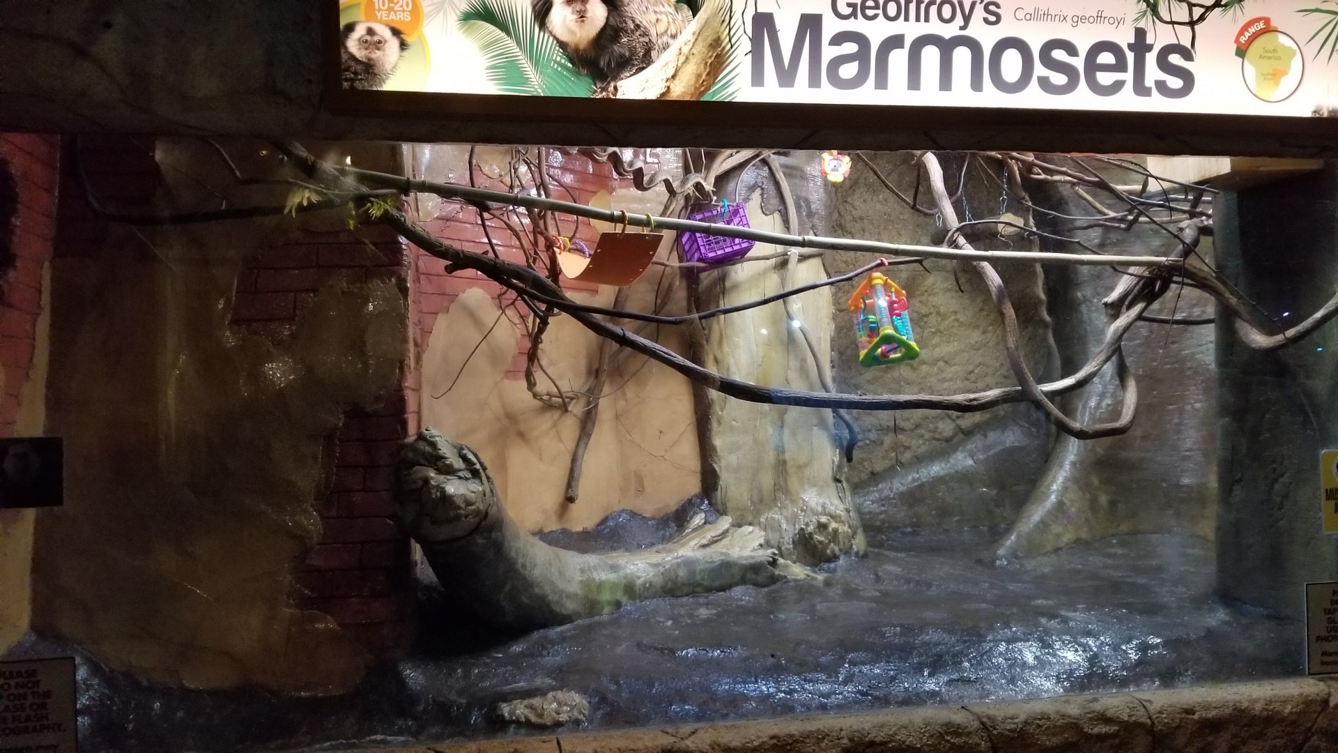 Long Island Aquarium - Geoffroy's marmosets