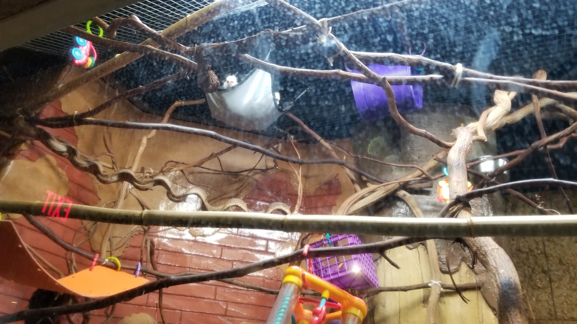 Long Island Aquarium - Geoffroy's marmosets
