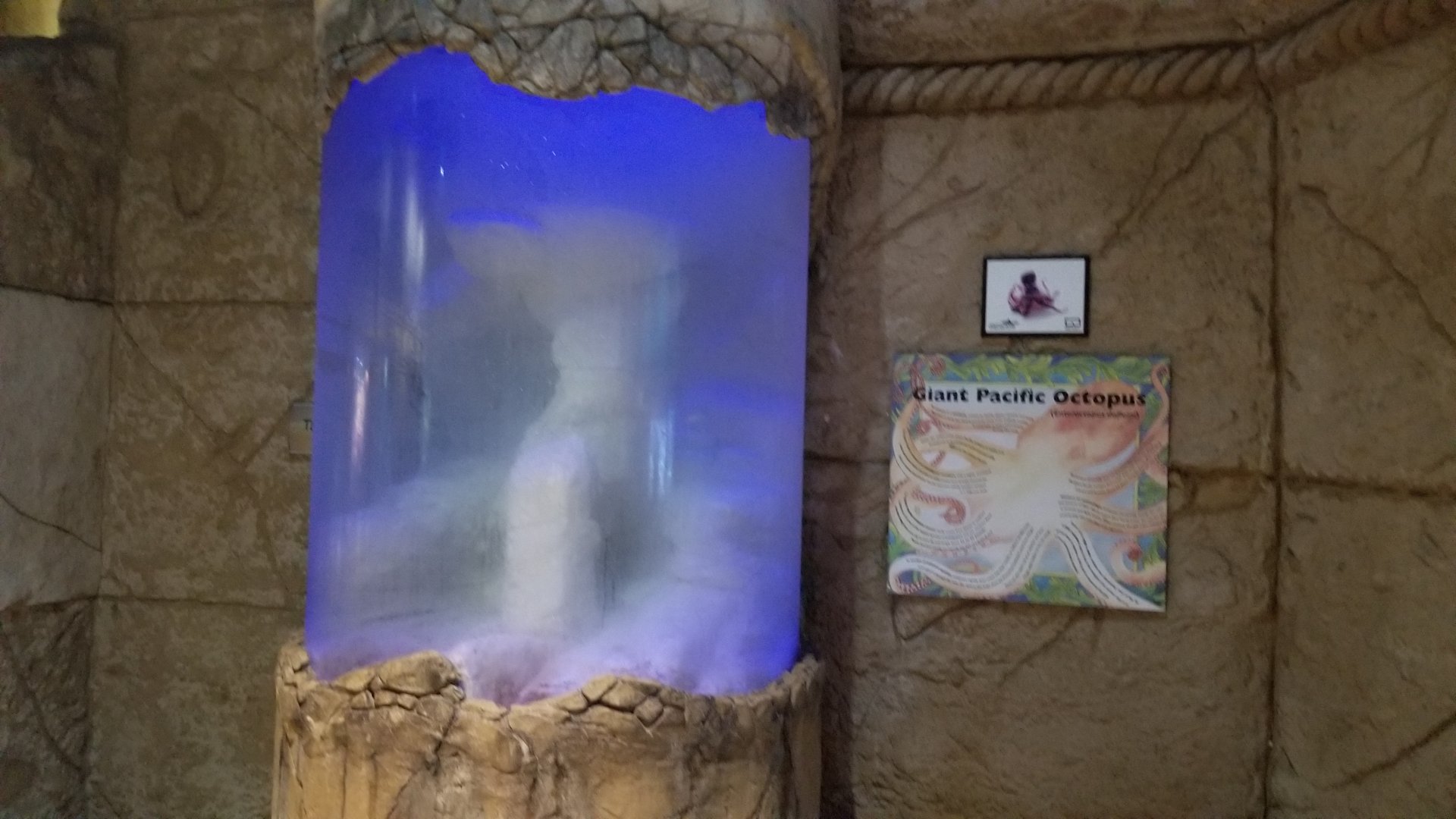 Long Island Aquarium - Giant pacific octopus, supposedly