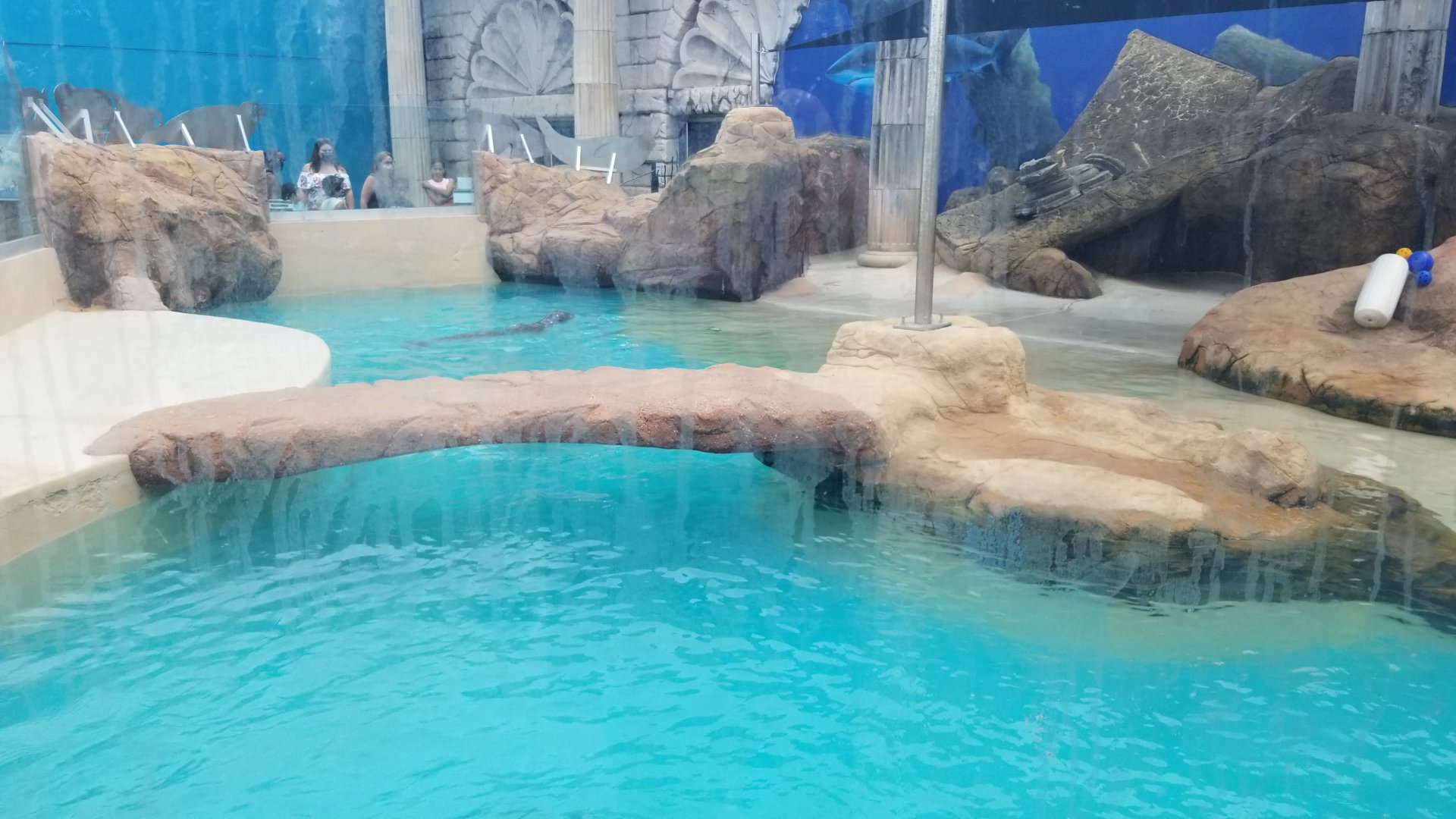 Long Island Aquarium - Gray seal