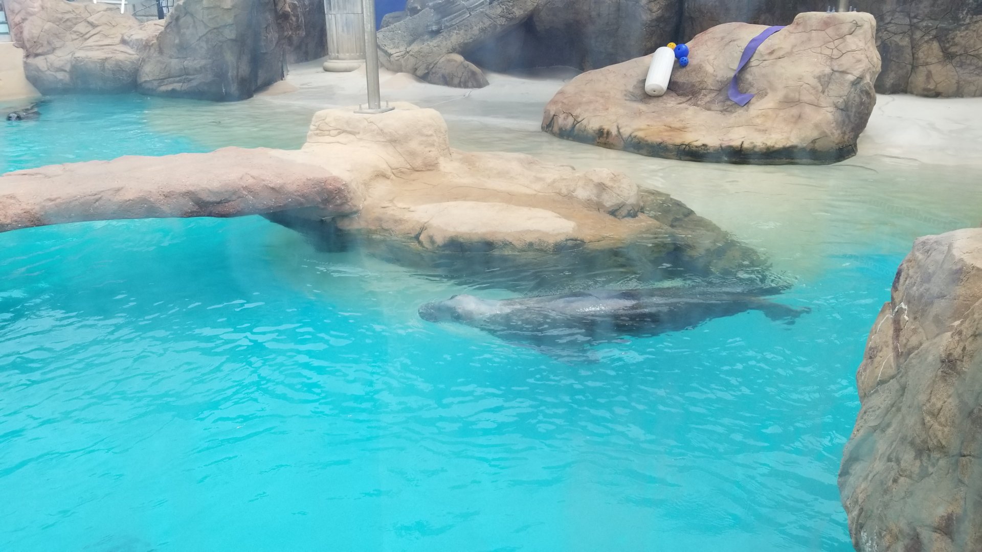Long Island Aquarium - Gray seal