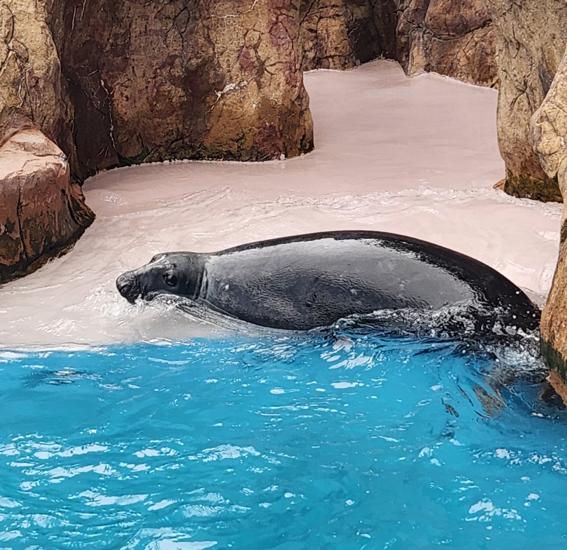 Long Island Aquarium - Gray Seal