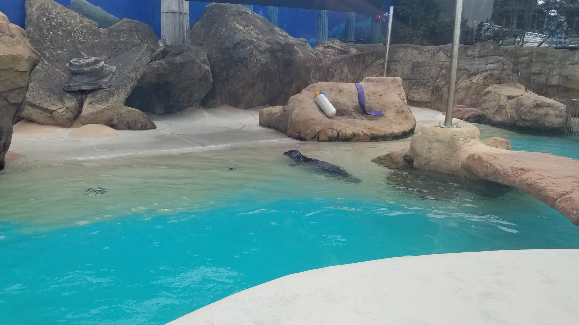 Long Island Aquarium - Harbor seal