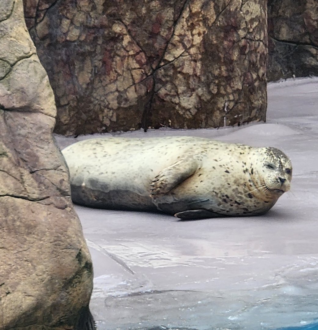 Long Island Aquarium - Harbor Seal