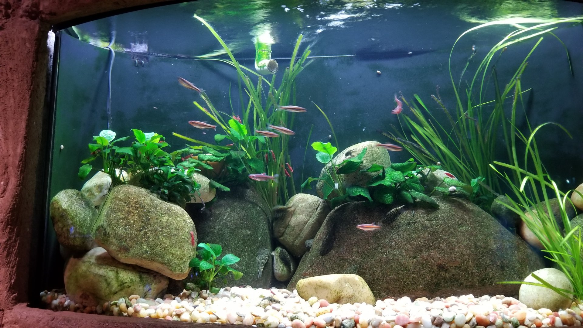 Long Island Aquarium - Hillstream tank