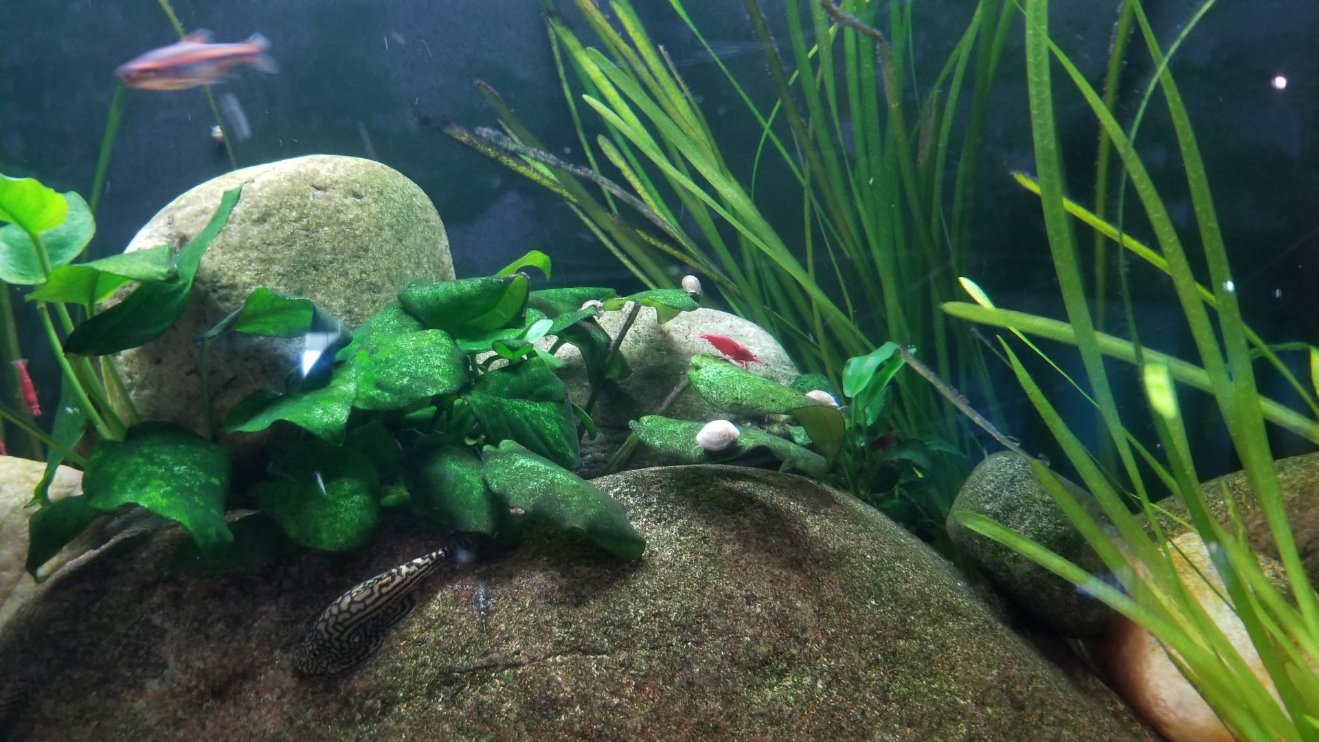 Long Island Aquarium - Hillstream tank