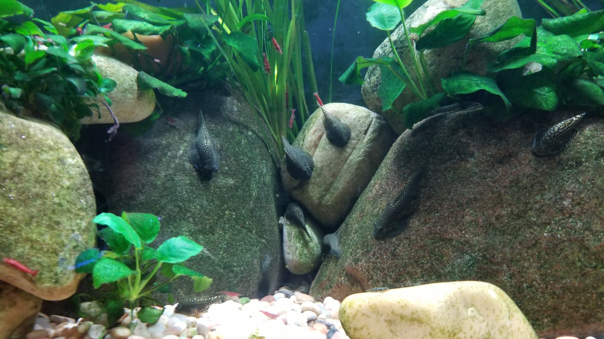 Long Island Aquarium - Hillstream tank