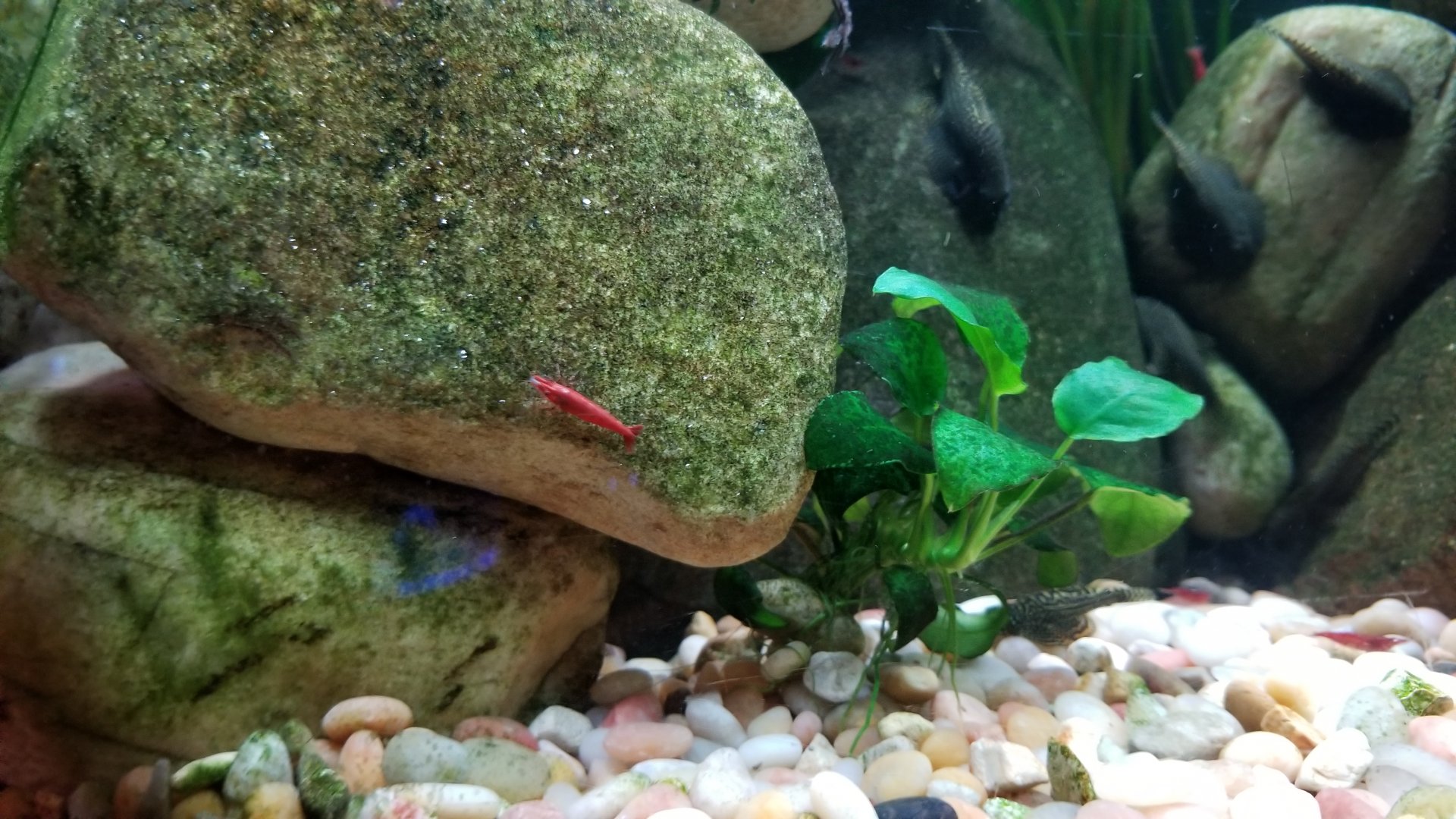 Long Island Aquarium - Hillstream tank