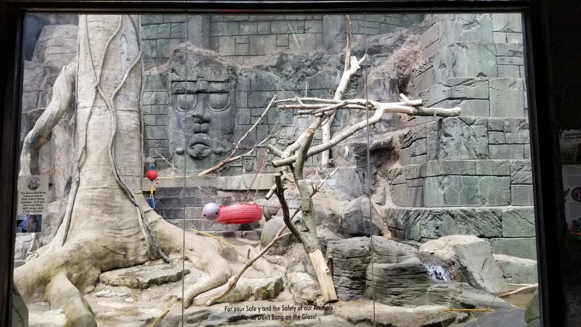 Long Island Aquarium - Japanese macaques