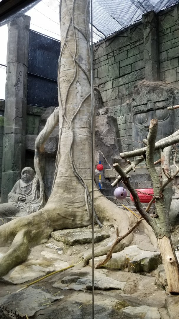 Long Island Aquarium - Japanese macaques