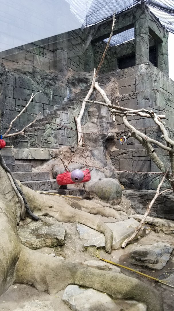 Long Island Aquarium - Japanese macaques