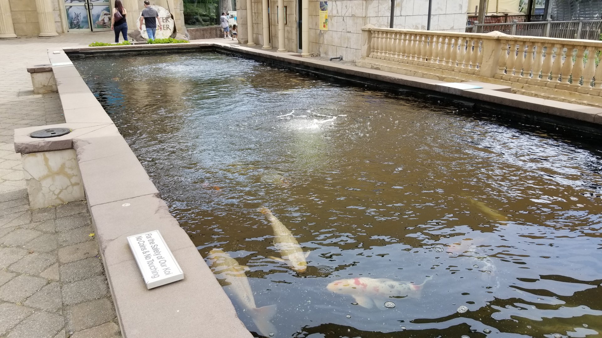 Long Island Aquarium - Koi