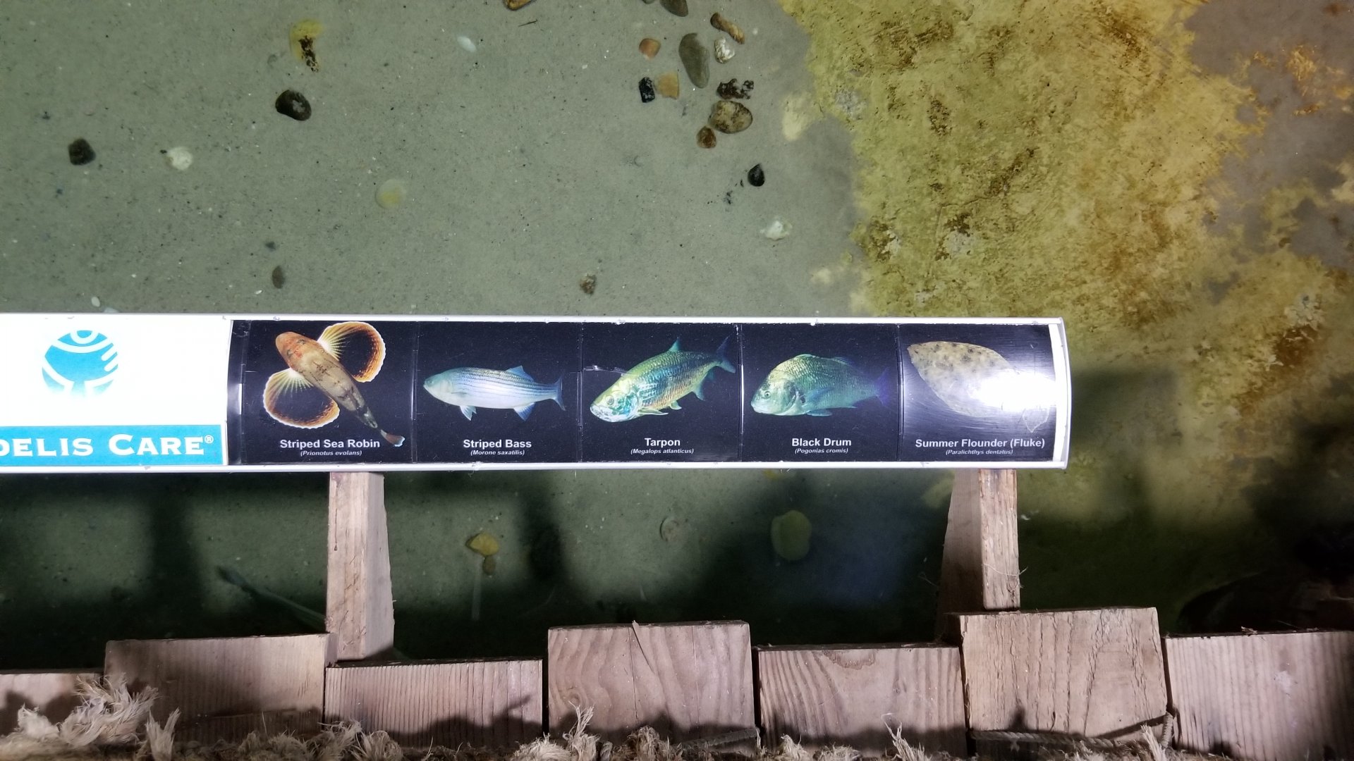 Long Island Aquarium - Lagoon species