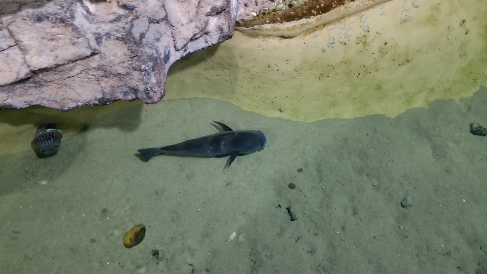 Long Island Aquarium - Lagoon