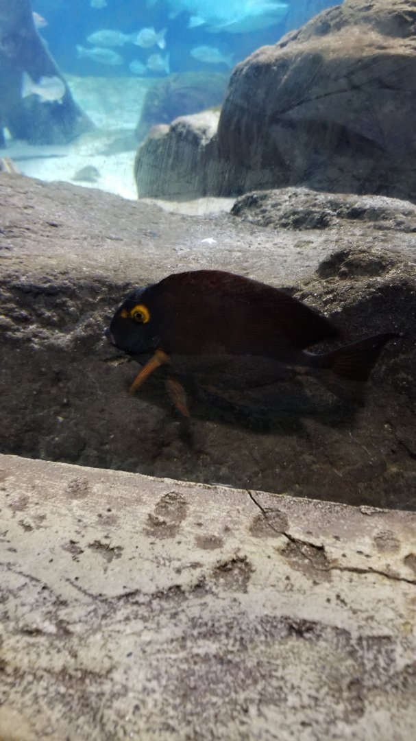 Long Island Aquarium - Lost City of Atlantis shark exhibit