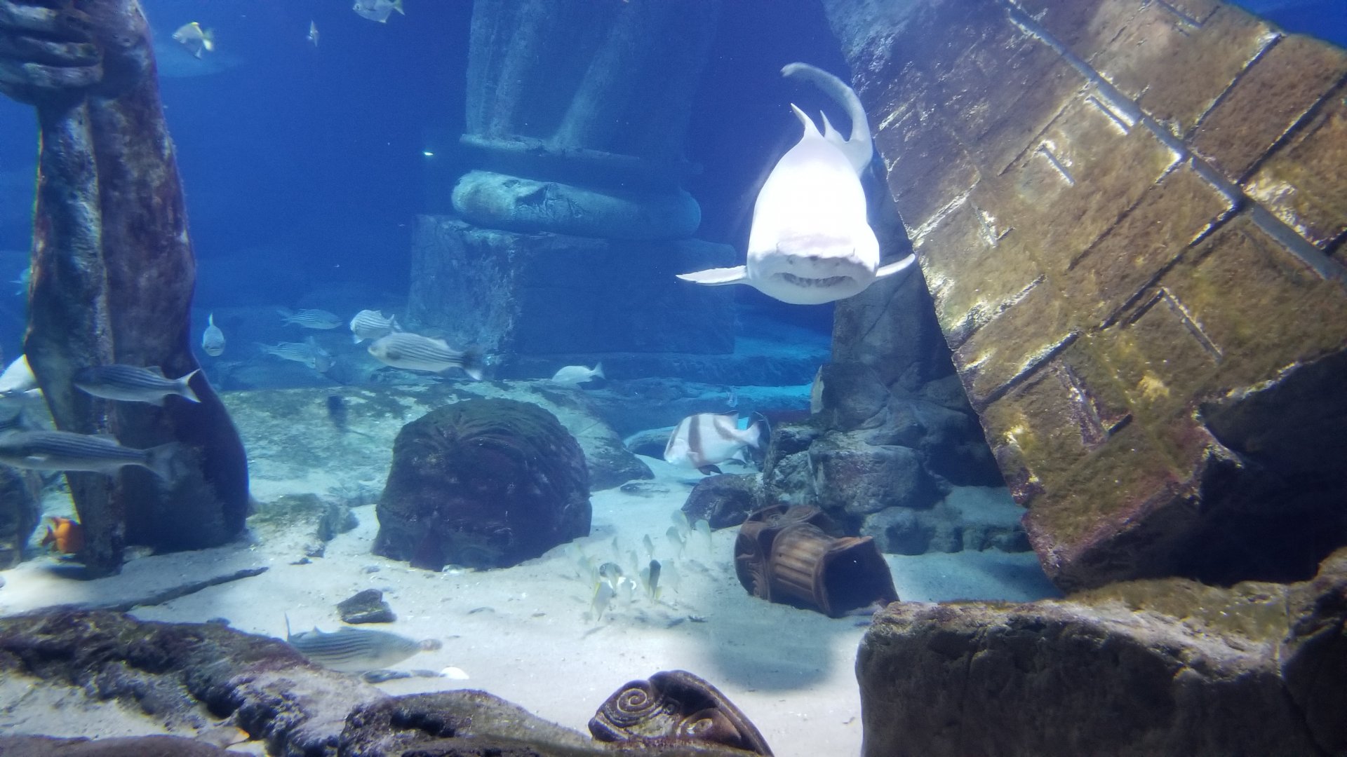 Long Island Aquarium - Lost City of Atlantis shark exhibit