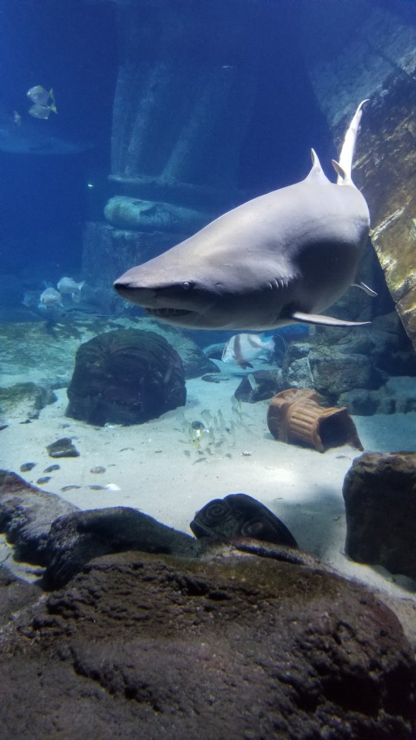 Long Island Aquarium - Lost City of Atlantis shark exhibit