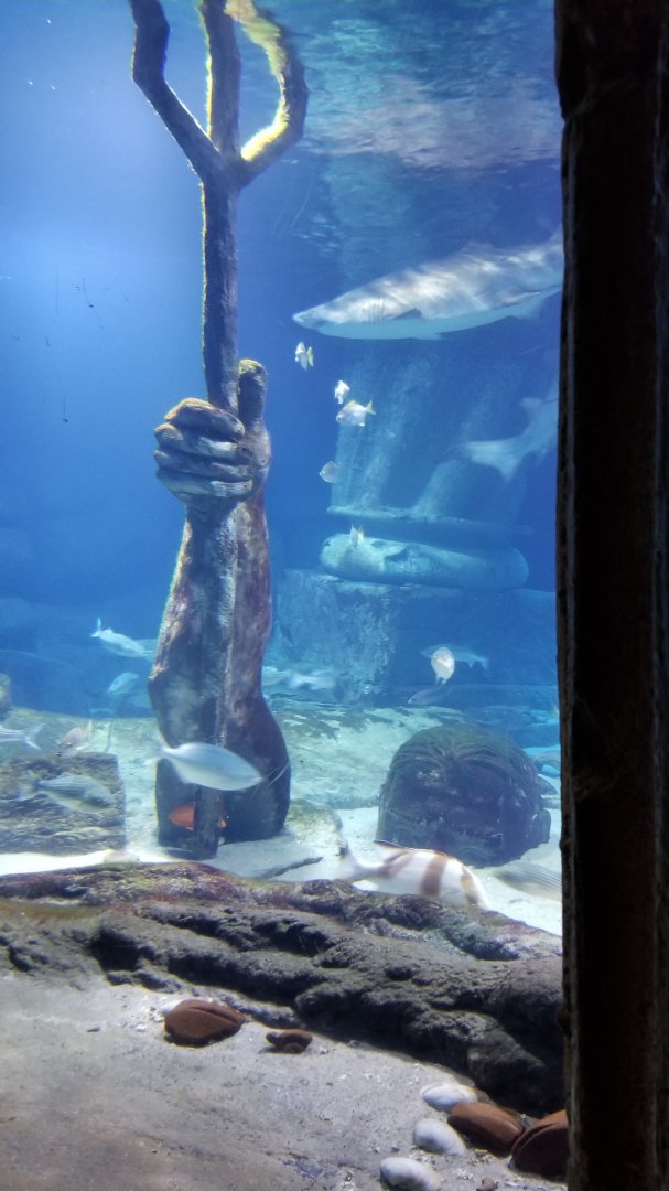 Long Island Aquarium - Lost City of Atlantis shark exhibit