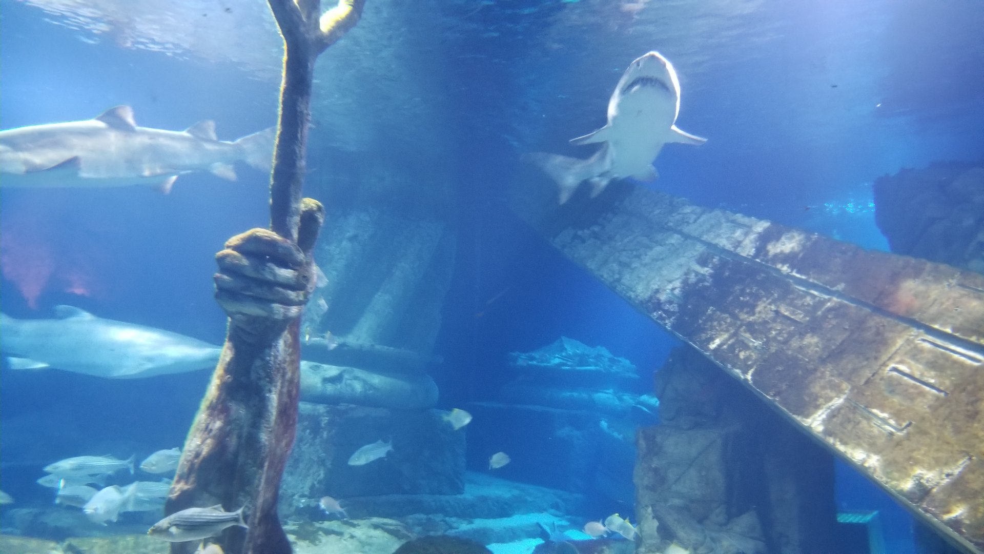 Long Island Aquarium - Lost City of Atlantis shark exhibit