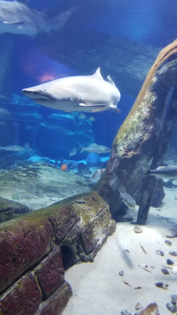 Long Island Aquarium - Lost City of Atlantis shark exhibit