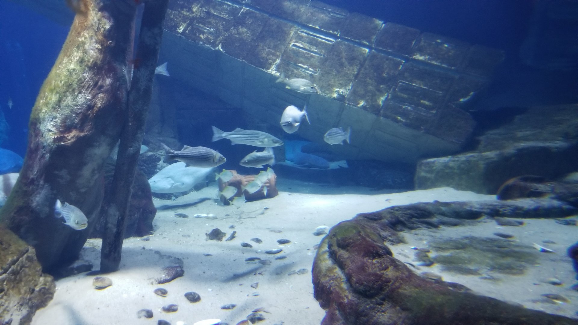 Long Island Aquarium - Lost City of Atlantis shark exhibit