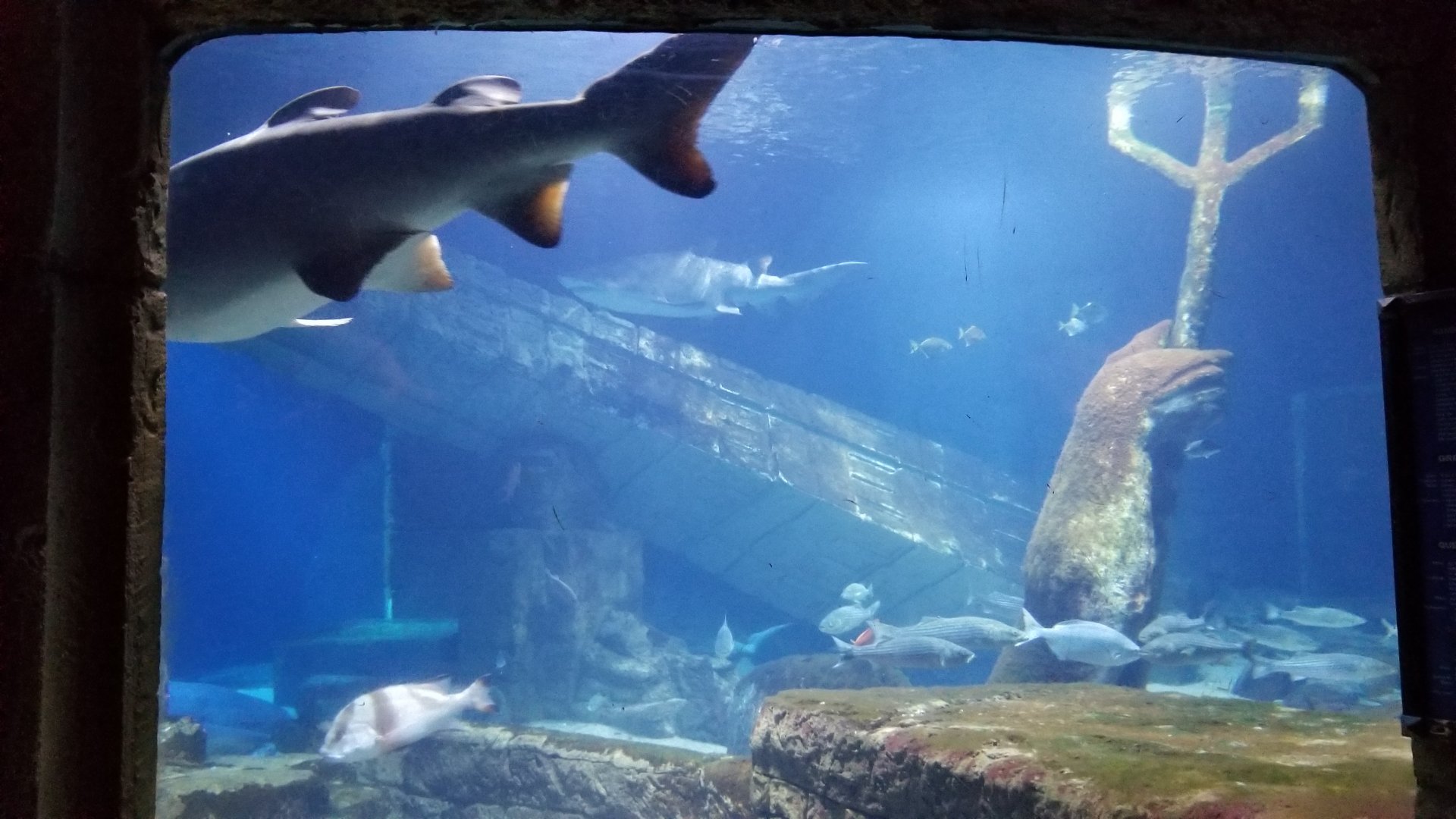 Long Island Aquarium - Lost City of Atlantis shark exhibit