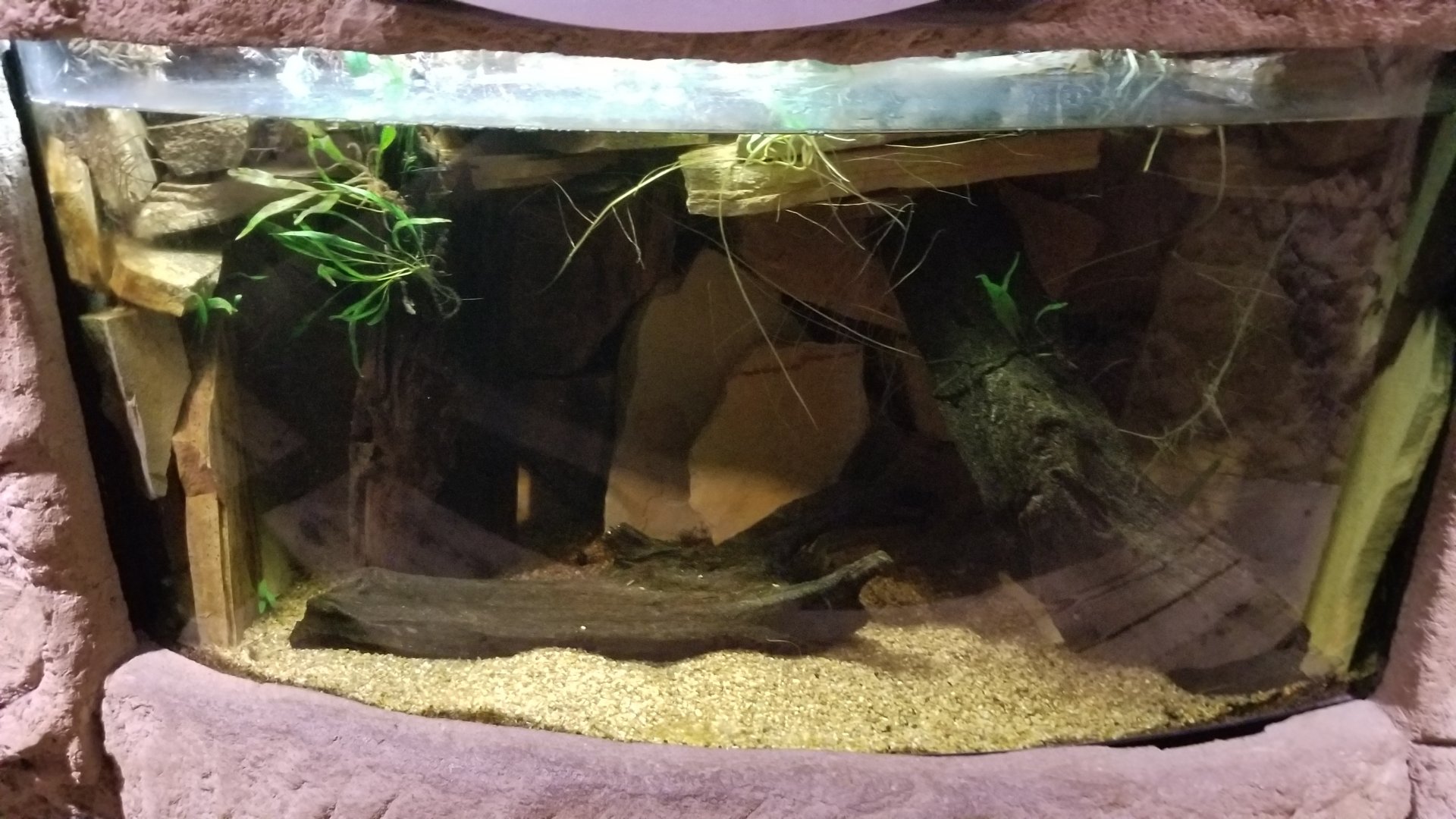 Long Island Aquarium - Lungfish tank