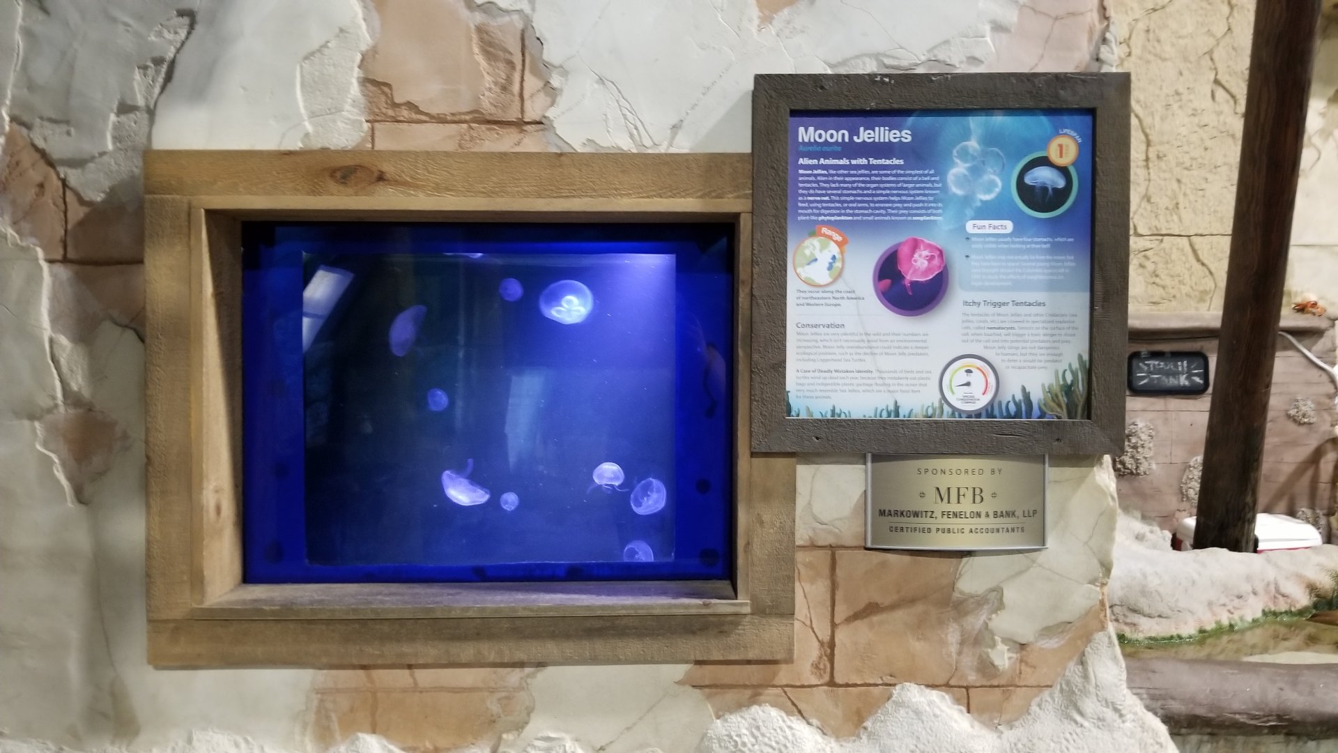 Long Island Aquarium - Moon jellies