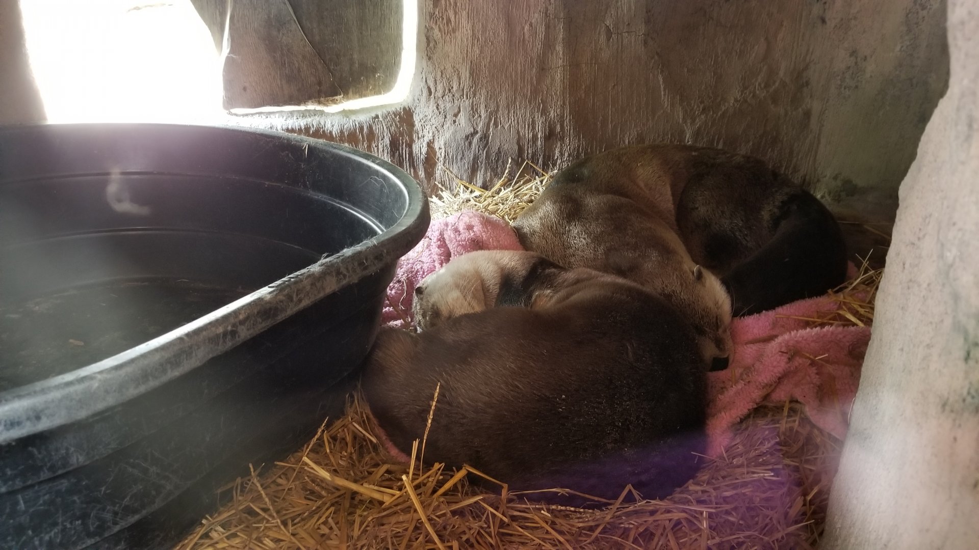 Long Island Aquarium - NARO otter falls, inside tree viewing