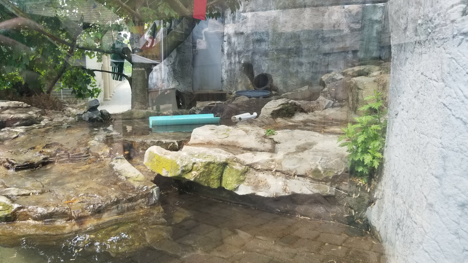 Long Island Aquarium - NARO otter falls