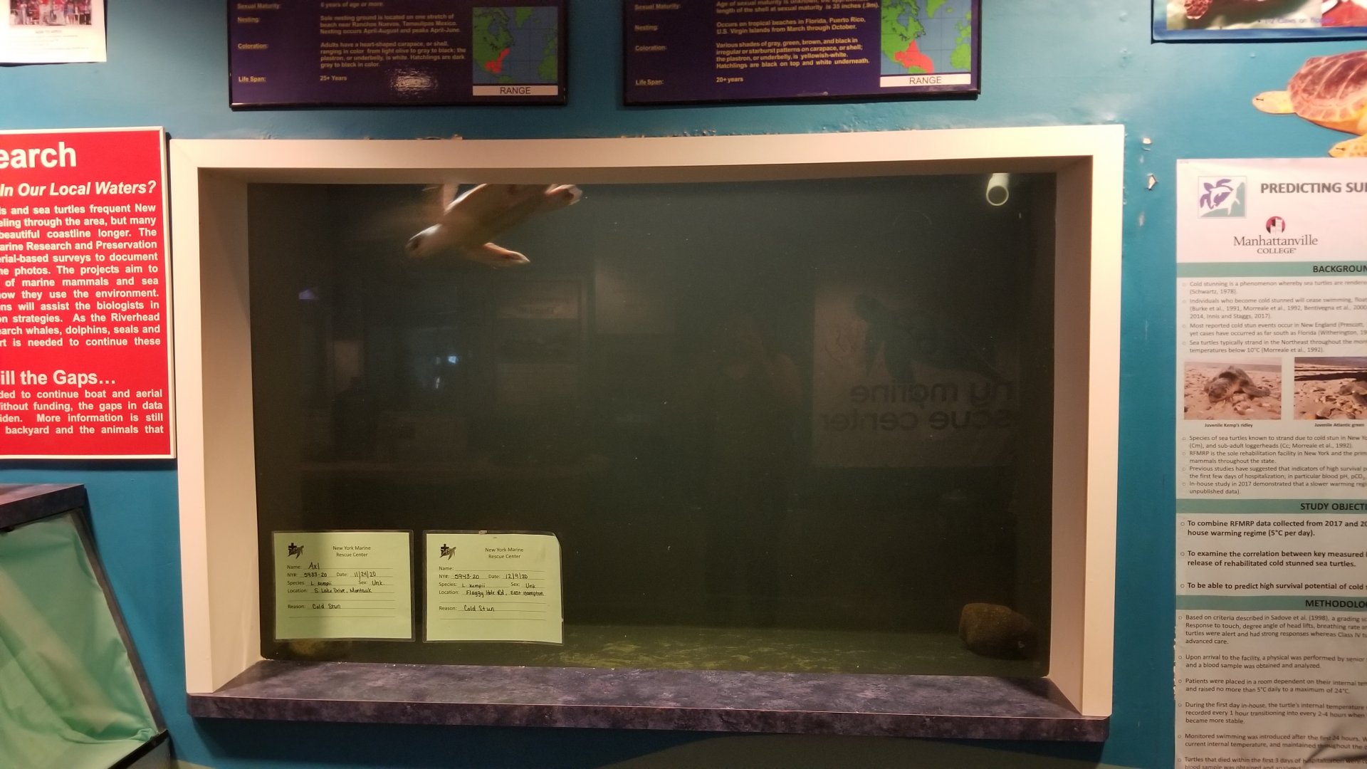 Long Island Aquarium - NY Marine Rescue Center room, rescued Kemp's Ridley (second tank)