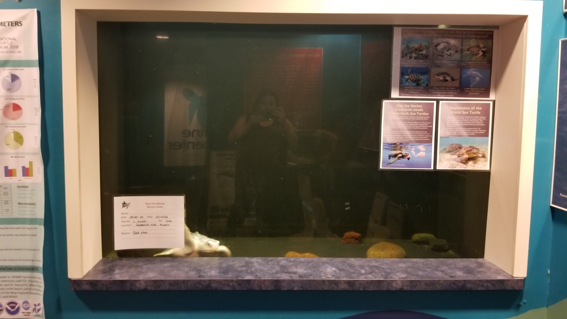 Long Island Aquarium - NY Marine Rescue Center room, rescued Kemp's Ridley