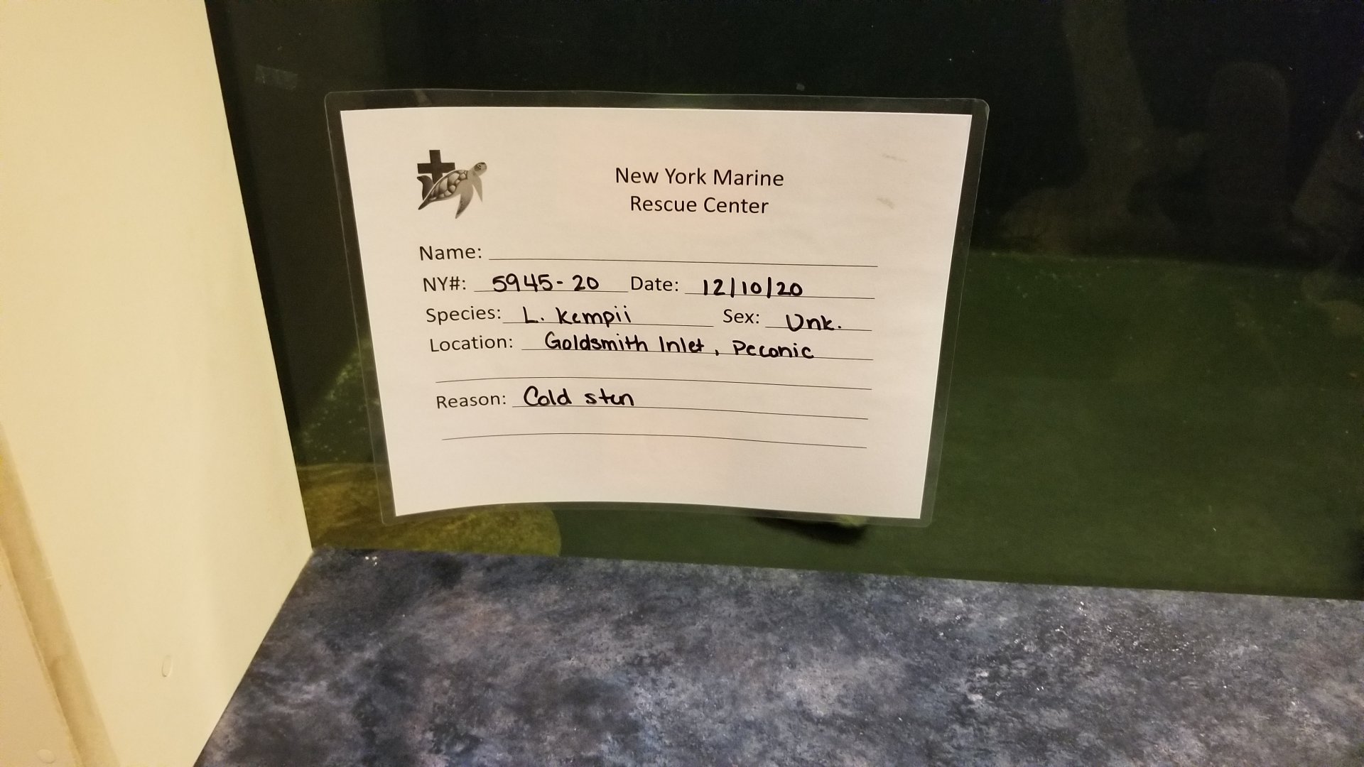 Long Island Aquarium - NY Marine Rescue Center room, rescued Kemp's Ridley