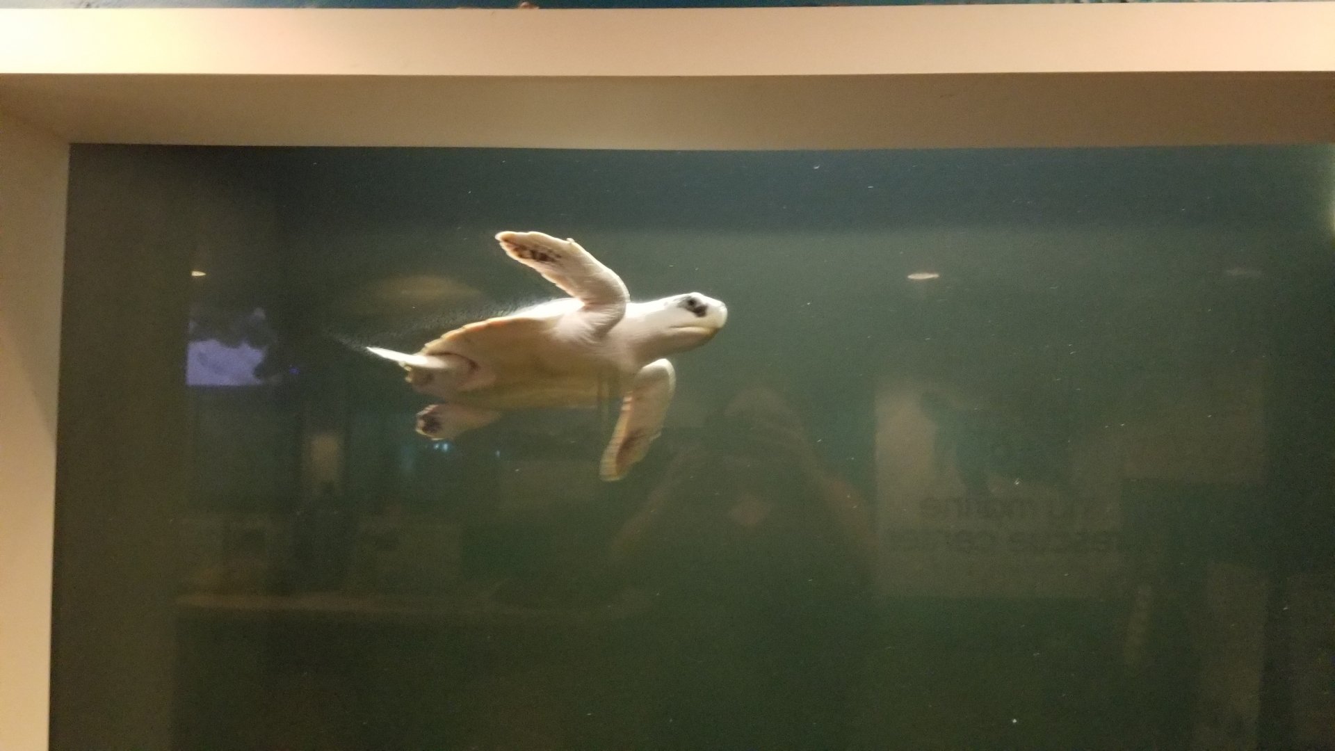 Long Island Aquarium - NY Marine Rescue Center room, rescued Kemp's Ridley