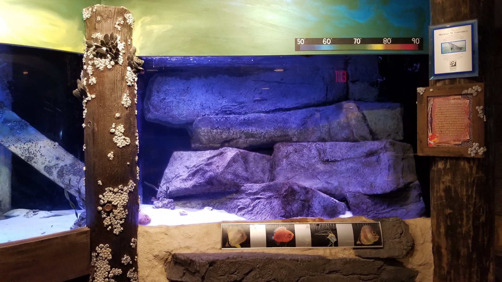 Long Island Aquarium - NY Marine Rescue Center room, tank 1