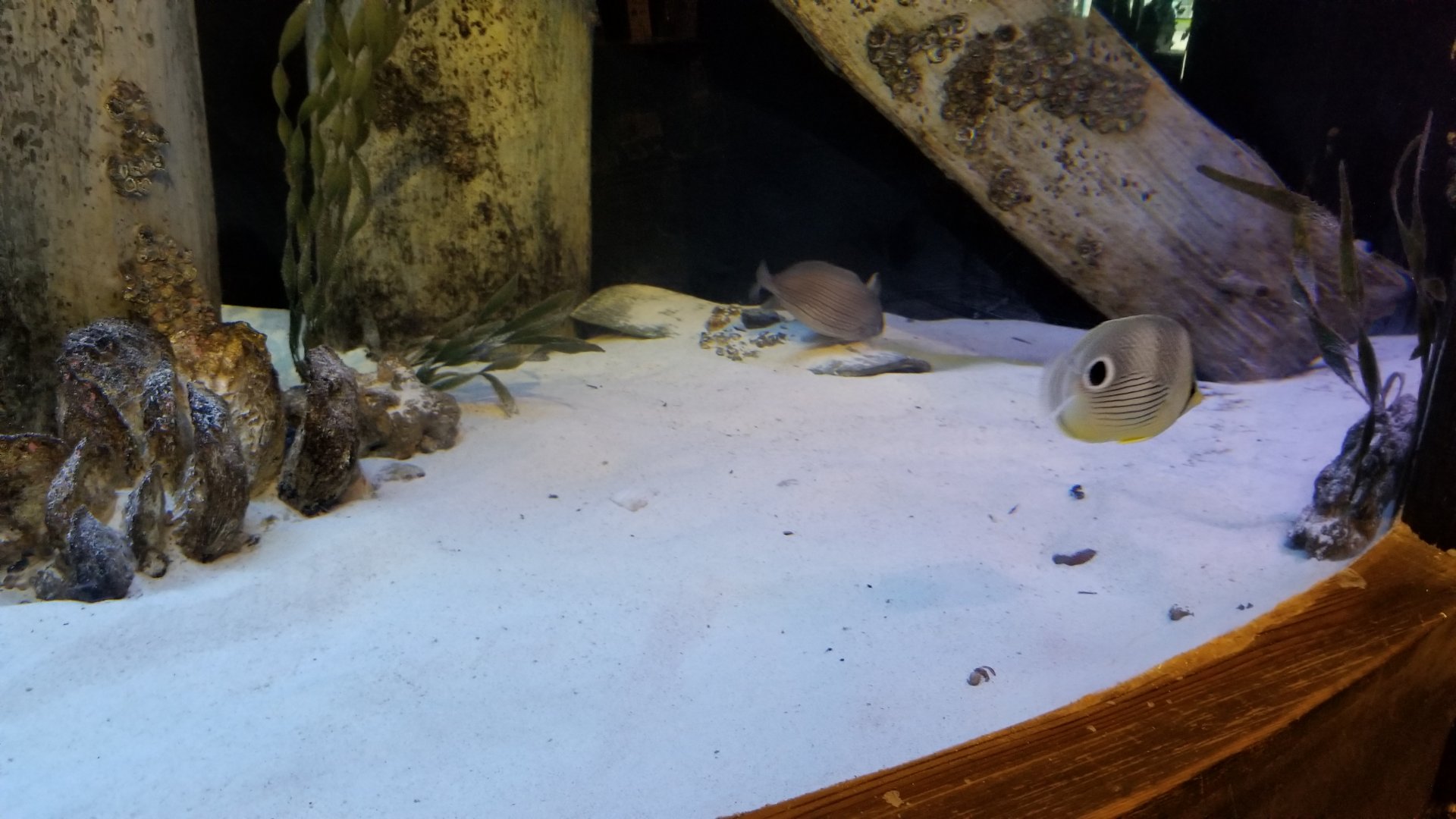 Long Island Aquarium - NY Marine Rescue Center room