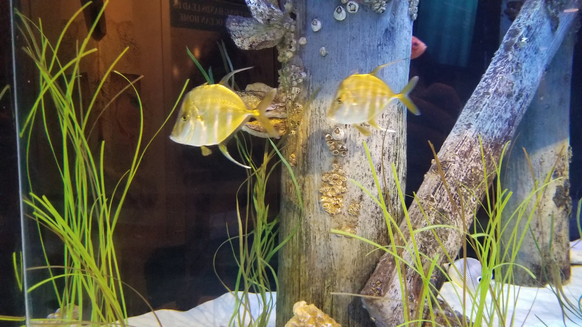 Long Island Aquarium - NY Marine Rescue Center room